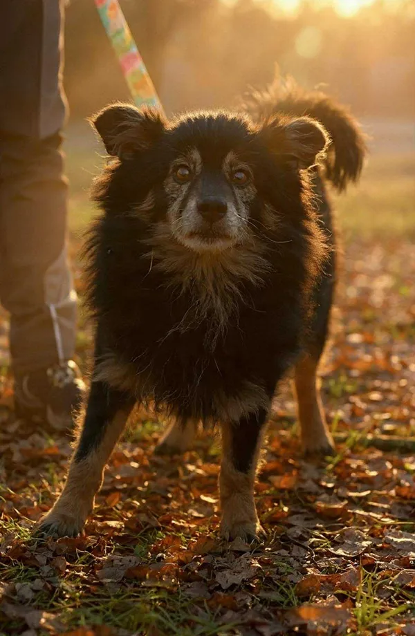 Pies do adopcji, Platerówka, 9 grudnia 2025 (3/3)