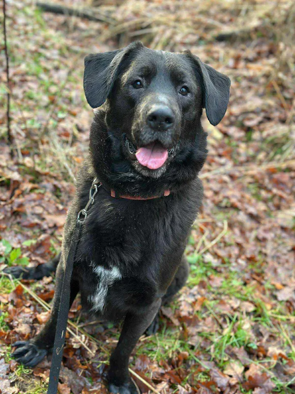 Pies do adopcji, Platerówka, 9 grudnia 2025 (3/3)