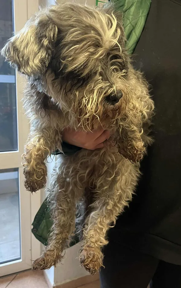 Pies do adopcji, Włocławek, 9 grudnia 2025 (1/2)