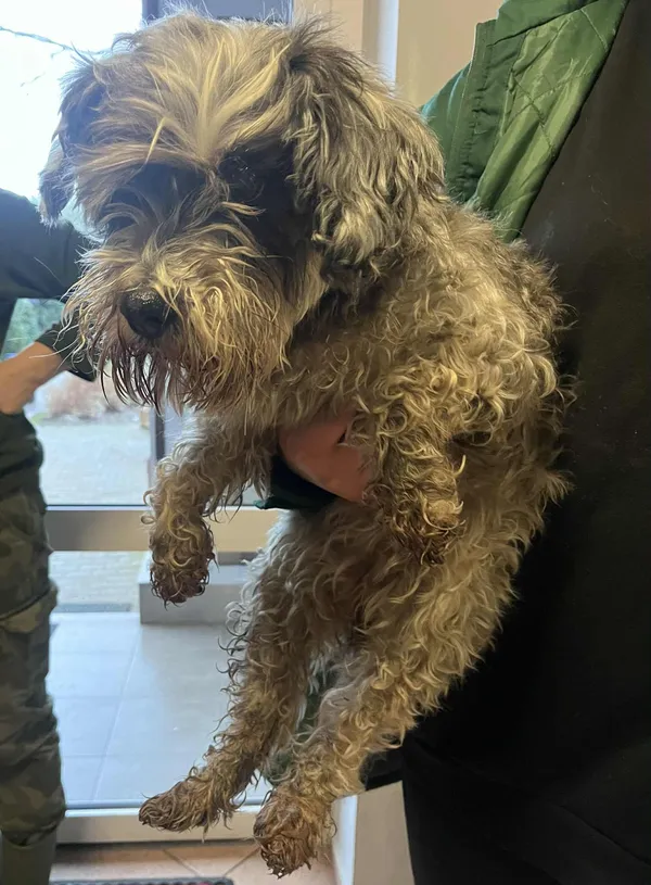 Pies do adopcji, Włocławek, 9 grudnia 2025 (2/2)