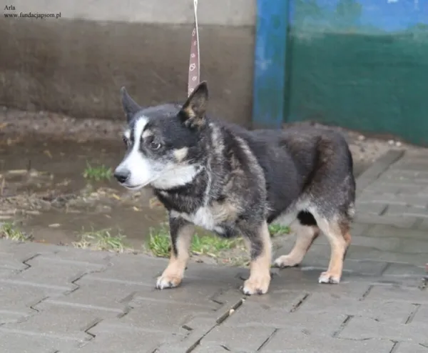 Pies do adopcji, Nowy Dwór Mazowiecki, 9 grudnia 2025 (1/5)