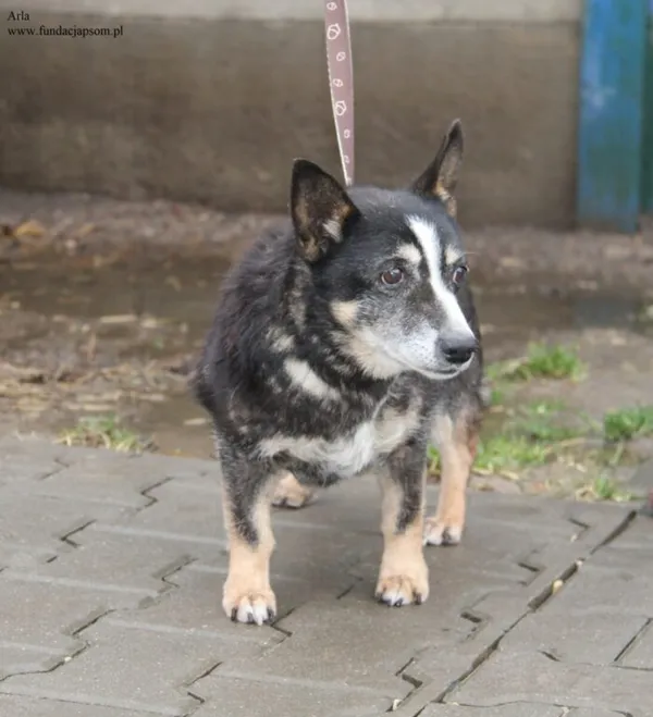 Pies do adopcji, Nowy Dwór Mazowiecki, 9 grudnia 2025 (4/5)