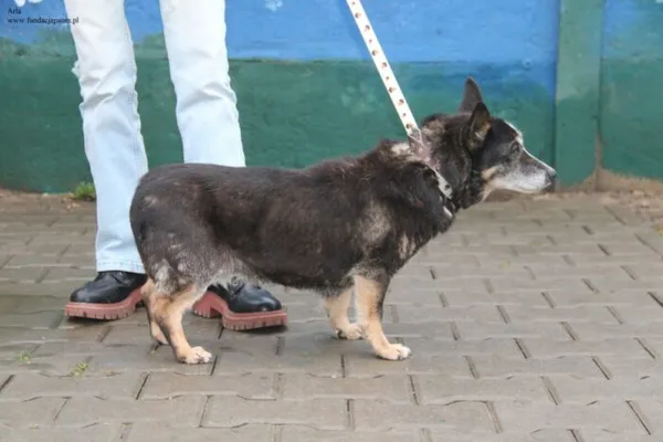 Pies do adopcji, Nowy Dwór Mazowiecki, 9 grudnia 2025 (5/5)