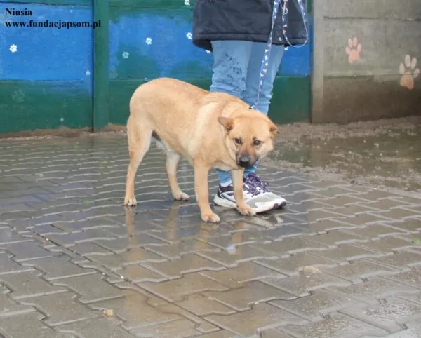 Pies do adopcji, Nowy Dwór Mazowiecki, 9 grudnia 2025 (2/4)
