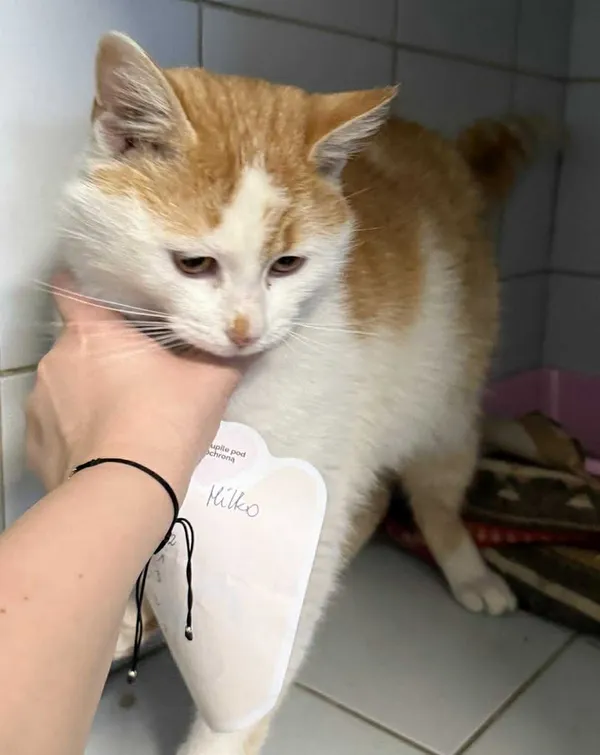 Znaleziono kota, Lublin, 5 grudnia 2025