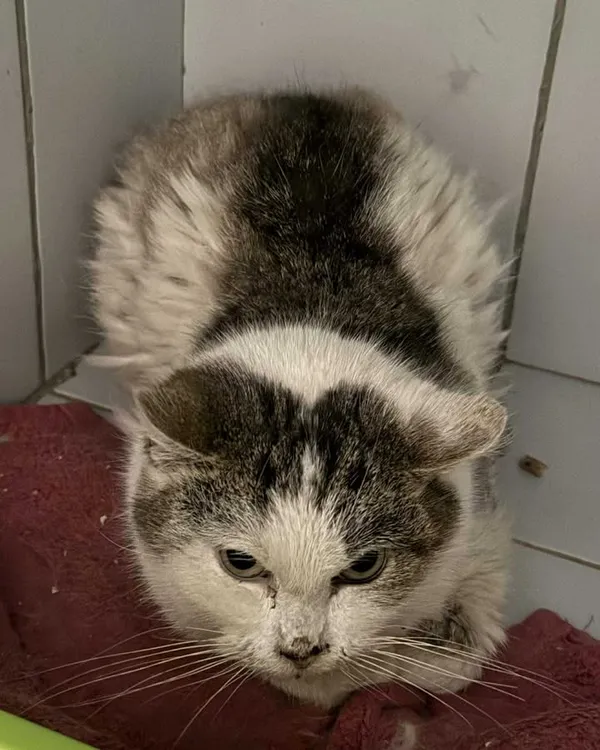 Znaleziono kota, Lublin, 5 grudnia 2025