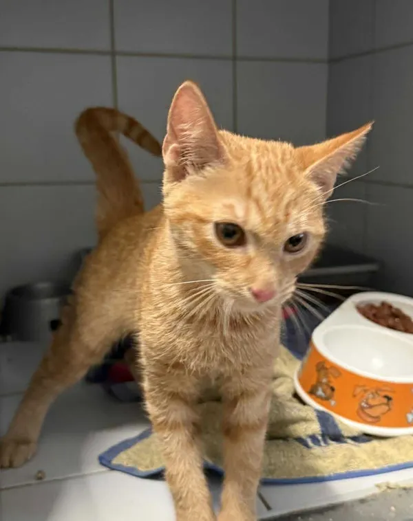 Znaleziono kota, Lublin, 6 grudnia 2025