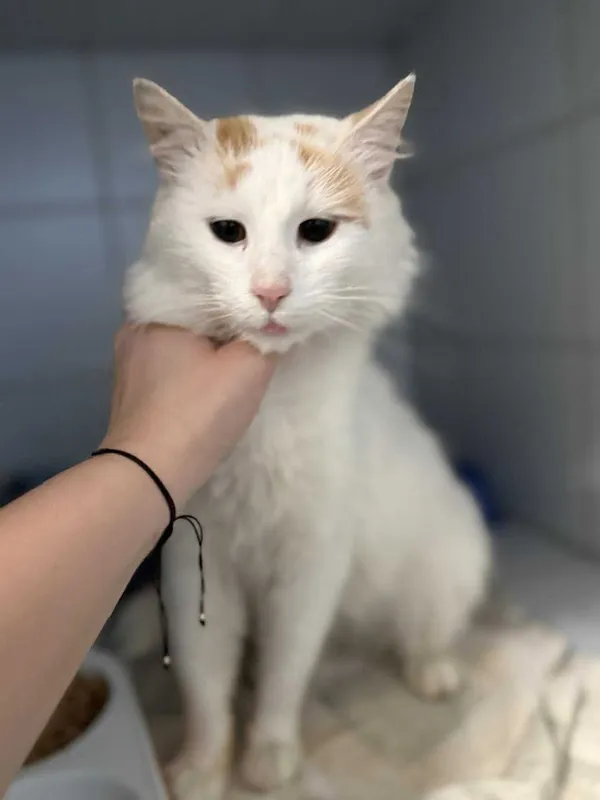 Znaleziono kota, Lublin, 7 grudnia 2025