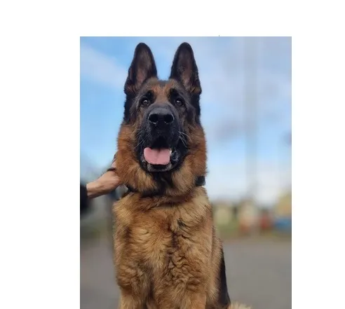 Znaleziono psa, Wrocław, 8 grudnia 2025 (1/2)