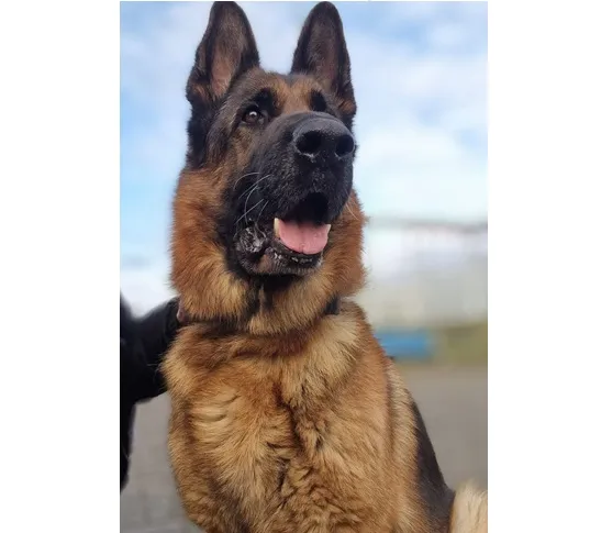 Znaleziono psa, Wrocław, 8 grudnia 2025 (2/2)