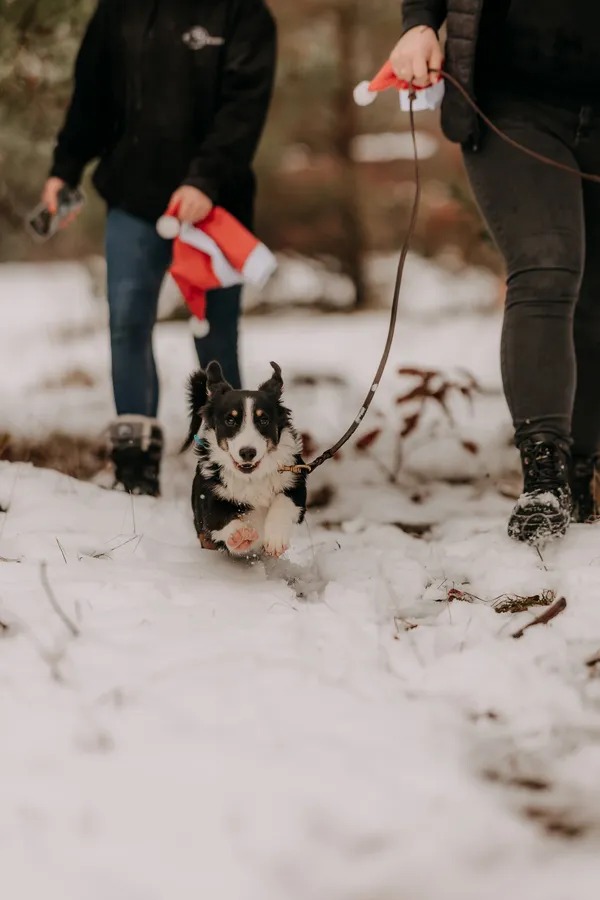 Pies do adopcji, Czartki, 9 grudnia 2025 (5/5)