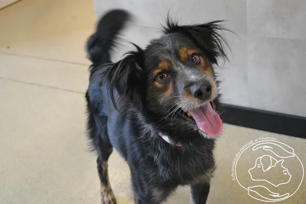 Pies do adopcji, Chełmek, 27 października 2025