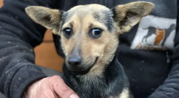 Pies do adopcji, Głowno, 9 grudnia 2025 (1/2)