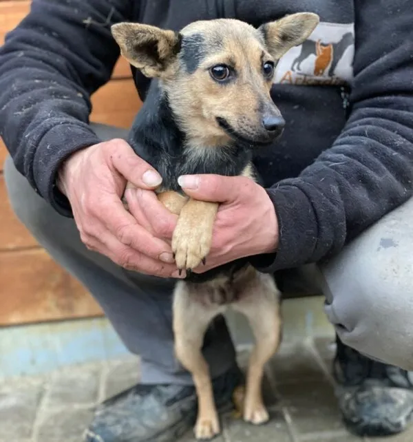 Pies do adopcji, Głowno, 9 grudnia 2025 (2/2)