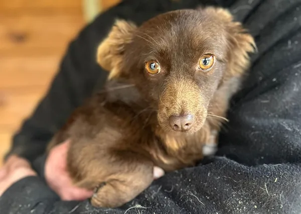 Pies do adopcji, Głowno, 9 grudnia 2025 (1/3)