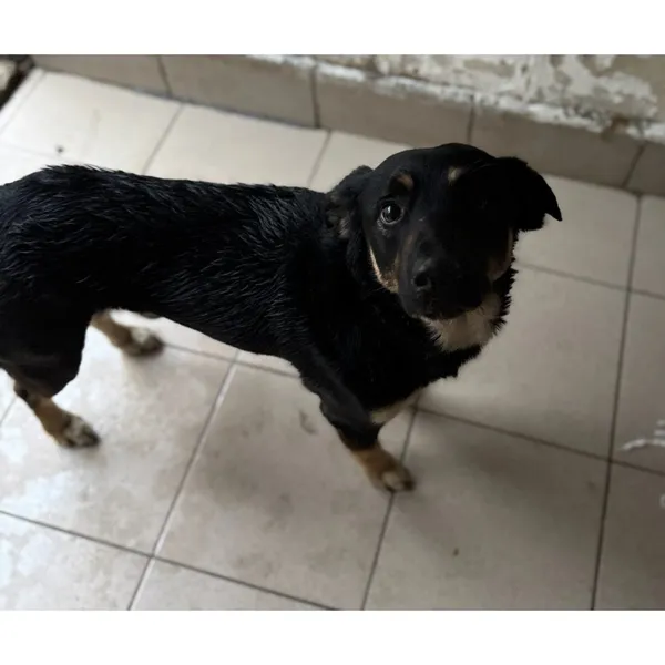 Znaleziono psa, Białystok, 9 grudnia 2025