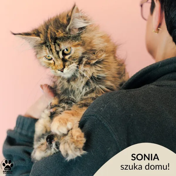 Kot do adopcji, Gdynia, 9 grudnia 2025 (1/4)