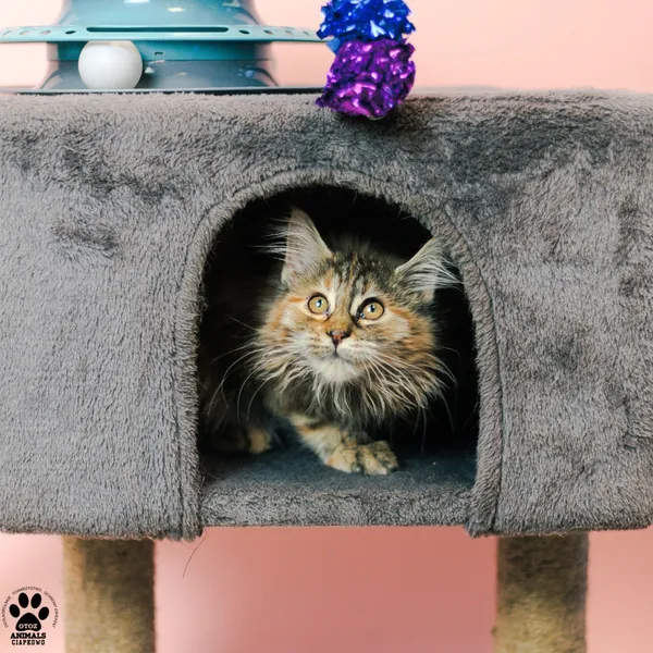 Kot do adopcji, Gdynia, 9 grudnia 2025 (2/4)