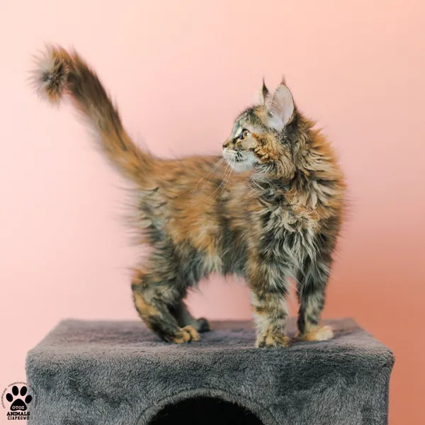 Kot do adopcji, Gdynia, 9 grudnia 2025 (3/4)