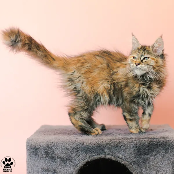 Kot do adopcji, Gdynia, 9 grudnia 2025 (4/4)