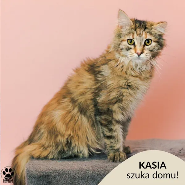 Kot do adopcji, Gdynia, 9 grudnia 2025 (1/3)