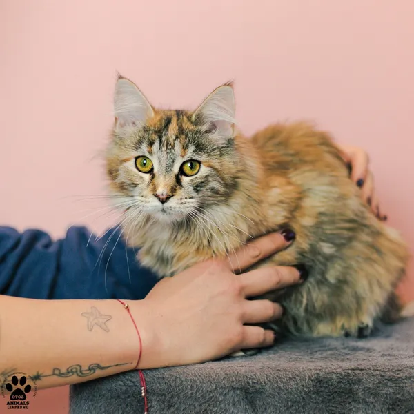 Kot do adopcji, Gdynia, 9 grudnia 2025 (2/3)