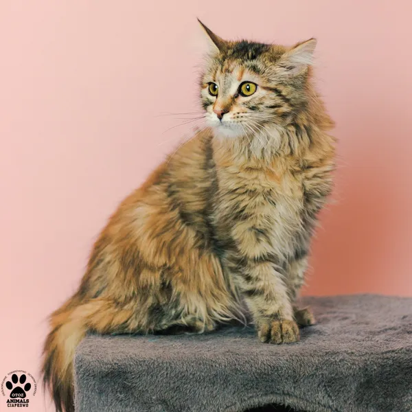 Kot do adopcji, Gdynia, 9 grudnia 2025 (3/3)