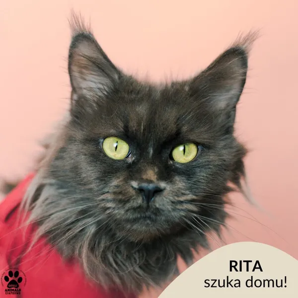 Kot do adopcji, Gdynia, 9 grudnia 2025 (1/3)