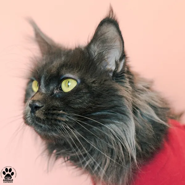 Kot do adopcji, Gdynia, 9 grudnia 2025 (2/3)