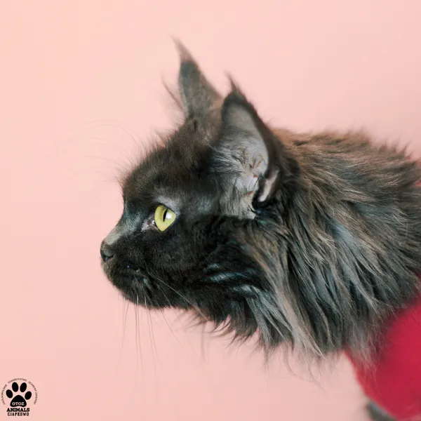 Kot do adopcji, Gdynia, 9 grudnia 2025 (3/3)