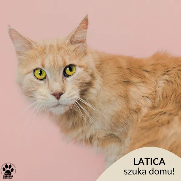 Kot do adopcji, Gdynia, 9 grudnia 2025 (1/5)