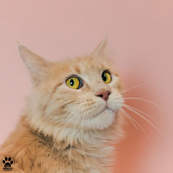 Kot do adopcji, Gdynia, 9 grudnia 2025 (2/5)