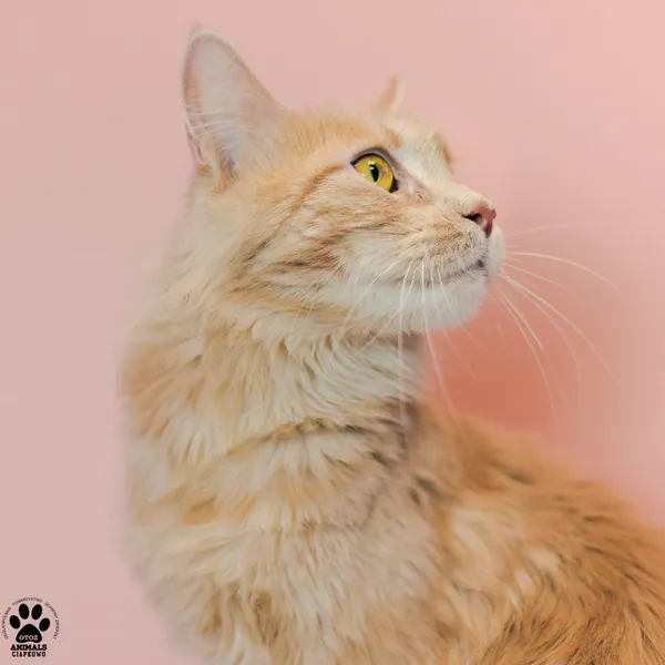 Kot do adopcji, Gdynia, 9 grudnia 2025 (5/5)