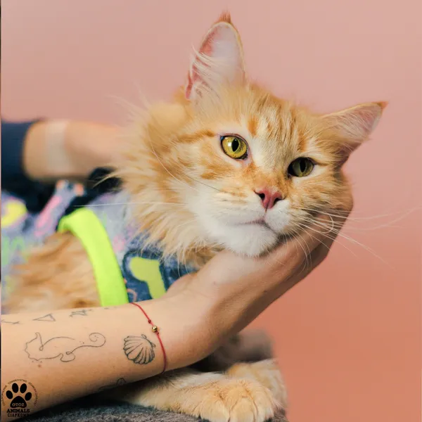 Kot do adopcji, Gdynia, 9 grudnia 2025 (2/4)