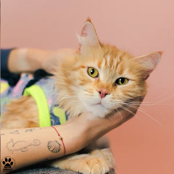 Kot do adopcji, Gdynia, 9 grudnia 2025 (3/4)