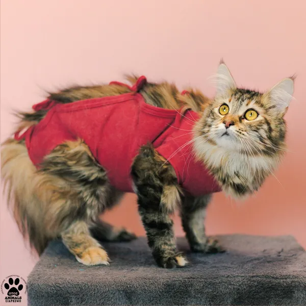 Kot do adopcji, Gdynia, 9 grudnia 2025 (2/5)