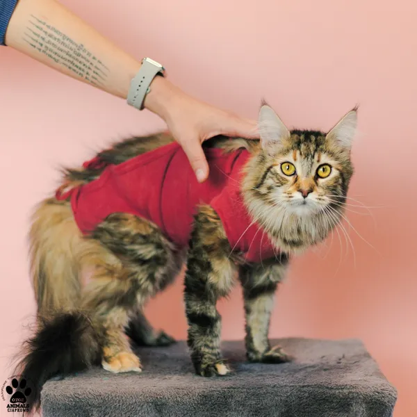 Kot do adopcji, Gdynia, 9 grudnia 2025 (3/5)