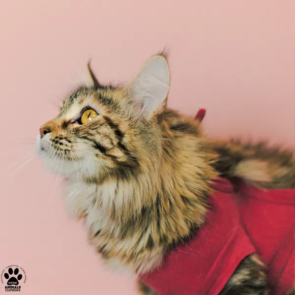 Kot do adopcji, Gdynia, 9 grudnia 2025 (4/5)