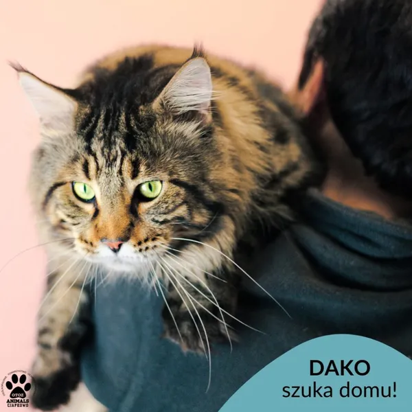 Kot do adopcji, Gdynia, 9 grudnia 2025 (1/5)