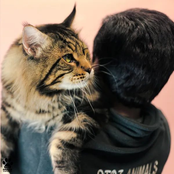 Kot do adopcji, Gdynia, 9 grudnia 2025 (2/5)