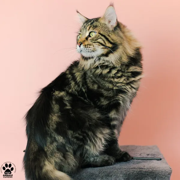 Kot do adopcji, Gdynia, 9 grudnia 2025 (5/5)