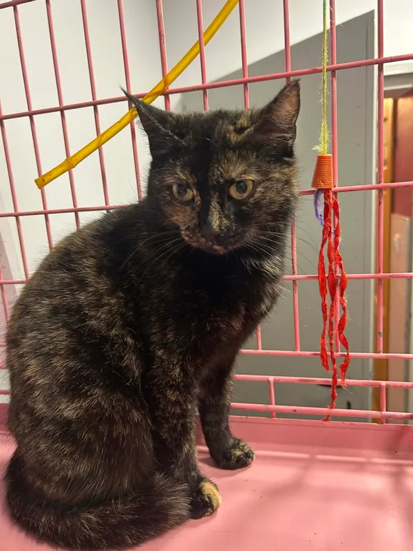 Kot do adopcji, Zgierz, 9 grudnia 2025 (1/2)