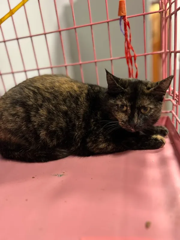 Kot do adopcji, Zgierz, 9 grudnia 2025 (2/2)