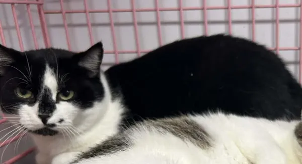 Kot do adopcji, Zgierz, 9 grudnia 2025 (2/4)