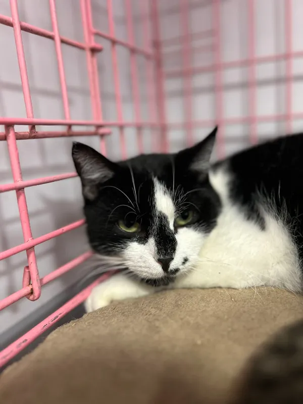 Kot do adopcji, Zgierz, 9 grudnia 2025 (3/4)