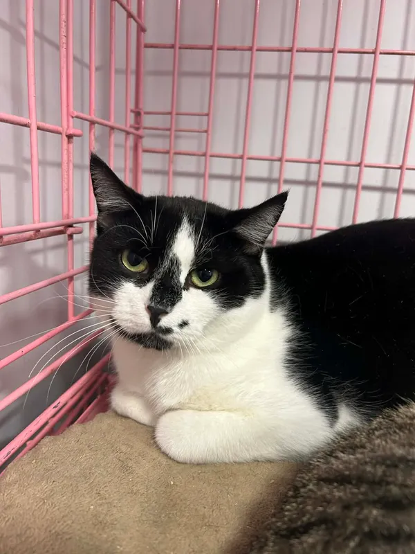 Kot do adopcji, Zgierz, 9 grudnia 2025 (1/4)