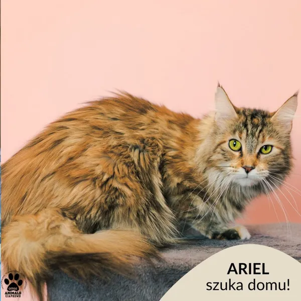 Kot do adopcji, Gdynia, 9 grudnia 2025 (1/3)