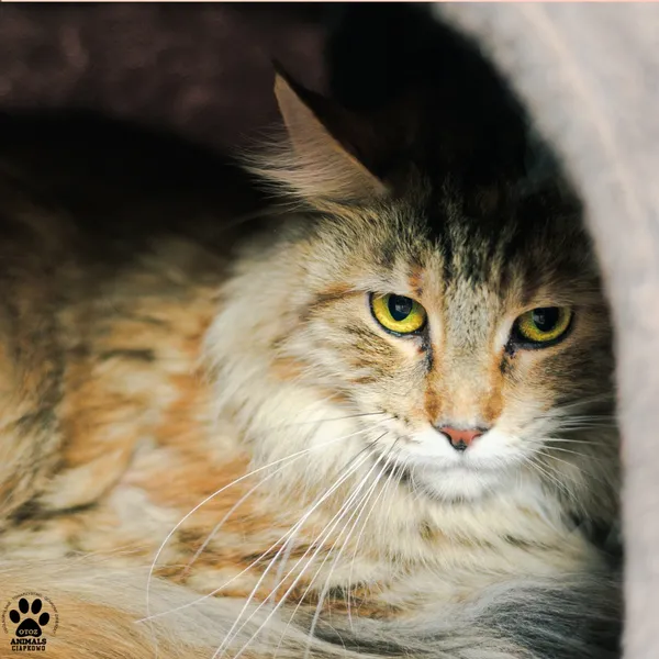 Kot do adopcji, Gdynia, 9 grudnia 2025 (2/3)