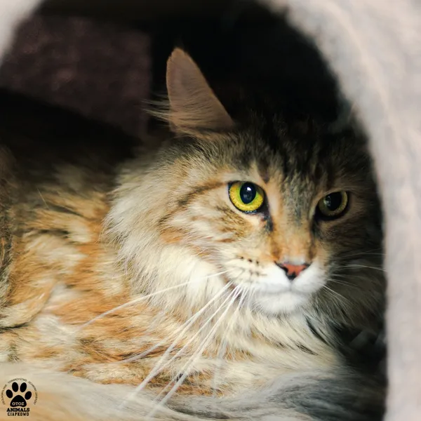 Kot do adopcji, Gdynia, 9 grudnia 2025 (3/3)