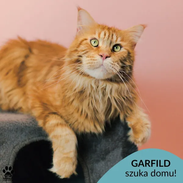 Kot do adopcji, Gdynia, 9 grudnia 2025 (1/5)